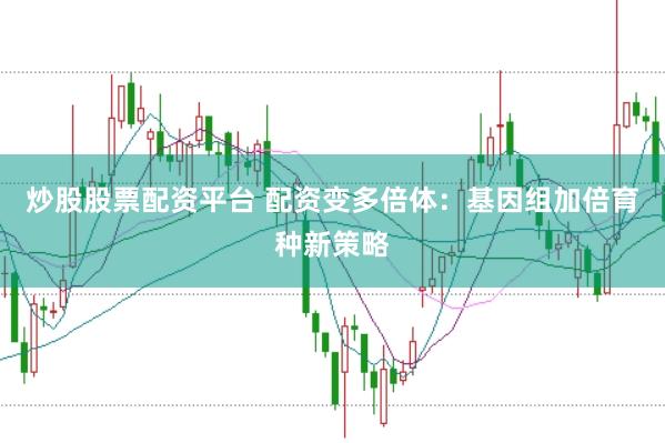 炒股股票配资平台 配资变多倍体：基因组加倍育种新策略